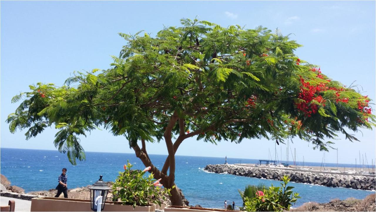 810 - Edif Aguamarina - Vacation Rental Home In The Coast Line Of Golf Del Sur سان ميغيل ذي أبونا المظهر الخارجي الصورة